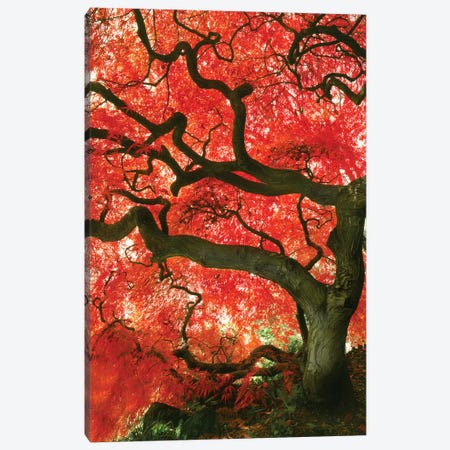 Vibrant Low-Angle View Of A Japanese Maple Tree, Portland, Oregon, USA Canvas Print #TER3} by Steve Terrill Art Print