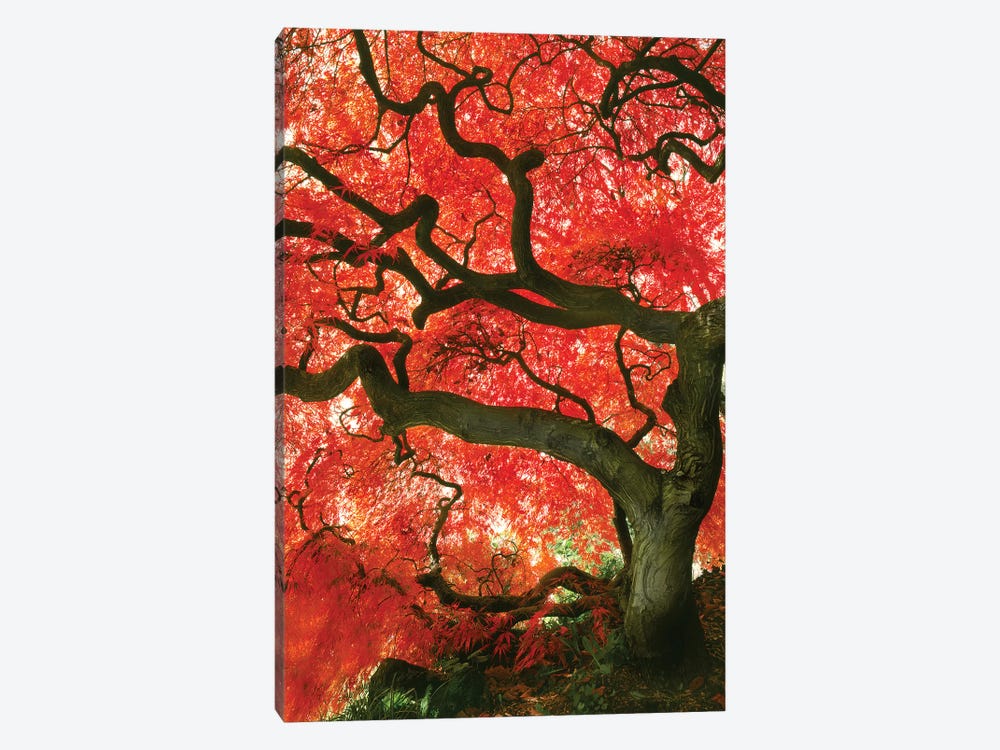 Vibrant Low-Angle View Of A Japanese Maple Tree, Portland, Oregon, USA by Steve Terrill 1-piece Canvas Wall Art