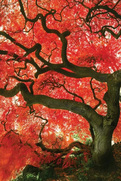 Vibrant Low-Angle View Of A Japanese Maple Tree, Portland, Oregon, USA