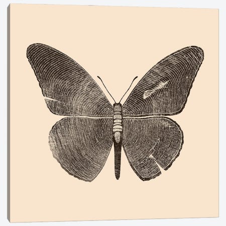 Wood Butterfly Canvas Print #TFA1080} by Tobias Fonseca Canvas Artwork