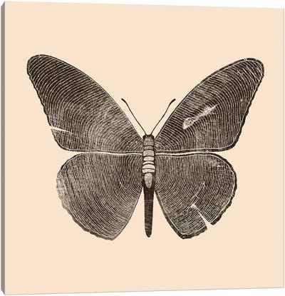 Wood Butterfly Canvas Art Print - Tobias Fonseca