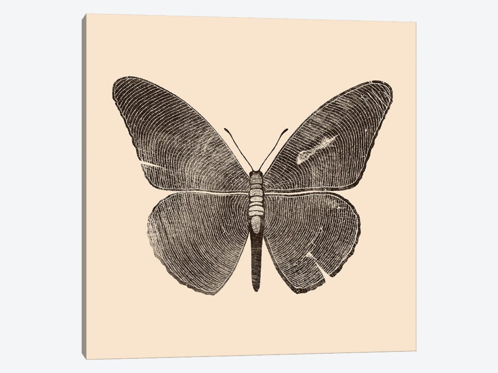 Wood Butterfly by Tobias Fonseca 1-piece Canvas Wall Art