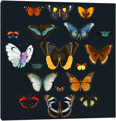 Entomology Canvas Art Print - Animal Patterns