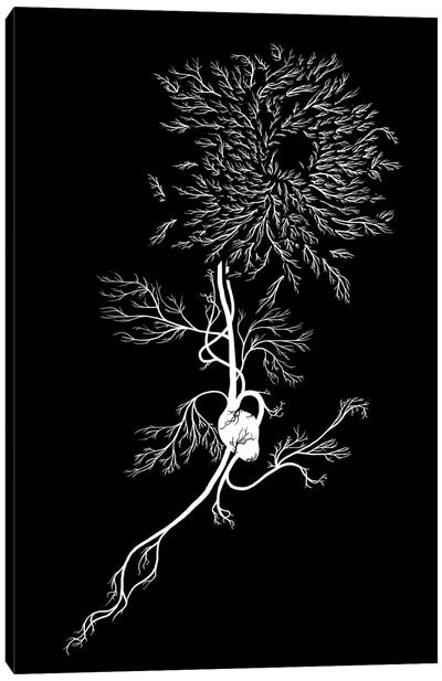 White Chrysanthemum Canvas Art Print - Black & White Graphics & Illustrations