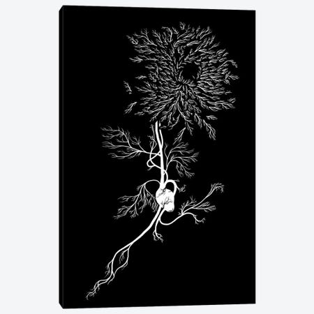 White Chrysanthemum Canvas Print #TFA269} by Tobias Fonseca Canvas Print