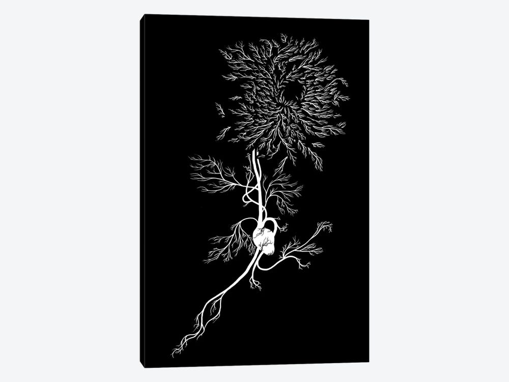 White Chrysanthemum by Tobias Fonseca 1-piece Art Print