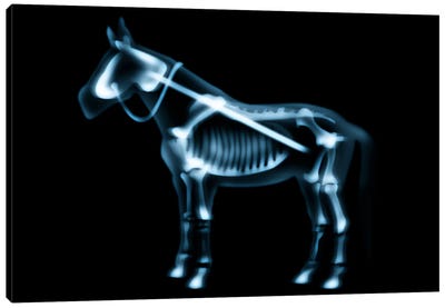 X-Ray Canvas Art Print - Skeleton Art