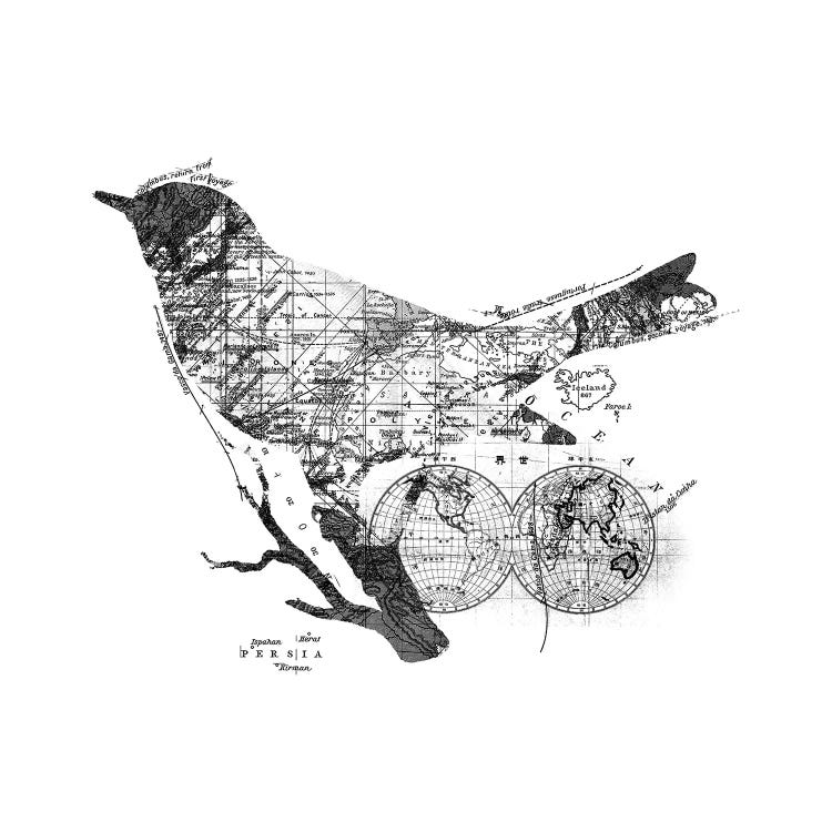 Bird Wanderlust, Square