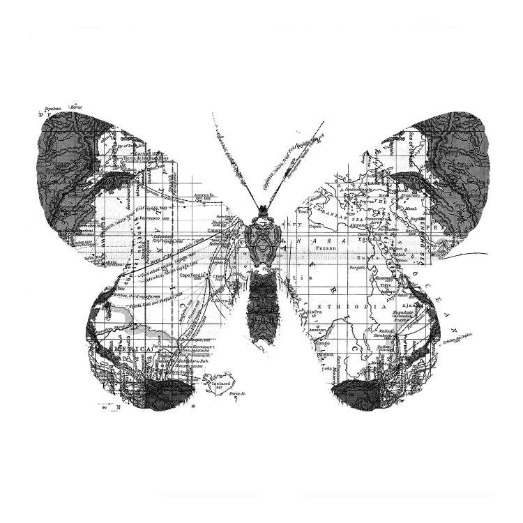 Butterfly Wanderlust, Square