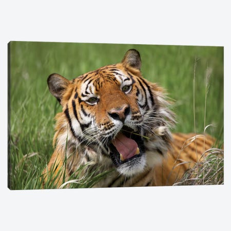 Siberian Tiger Yawning, Endangered, Native To Siberia Canvas Print #TFI1006} by Tim Fitzharris Canvas Artwork