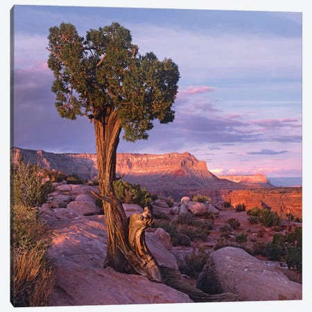 Single-Leaf Pinyon Pine At Toroweap Overlook, Grand Canyon National Park, Arizona Canvas Print #TFI1010} by Tim Fitzharris Canvas Art