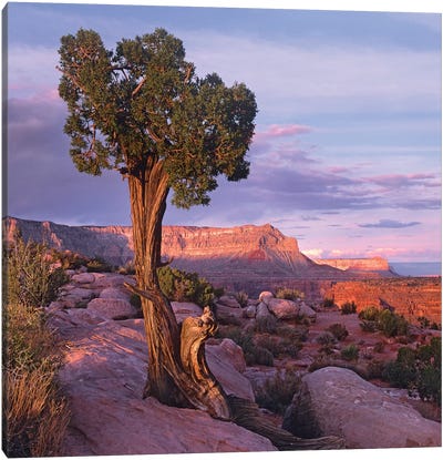 Single-Leaf Pinyon Pine At Toroweap Overlook, Grand Canyon National Park, Arizona Canvas Art Print - Grand Canyon National Park Art
