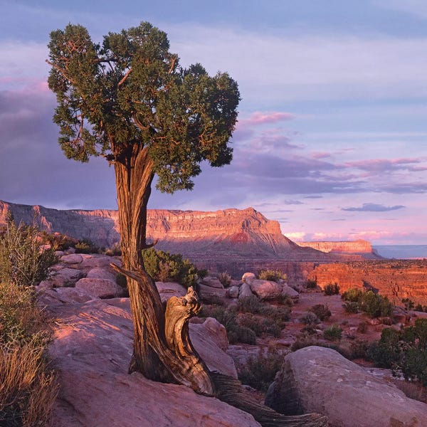 Evergreen Trees: Single-Leaf Pinyon Pine At Toroweap Overlook, Grand Canyon National Park, Arizona by Tim Fitzharris