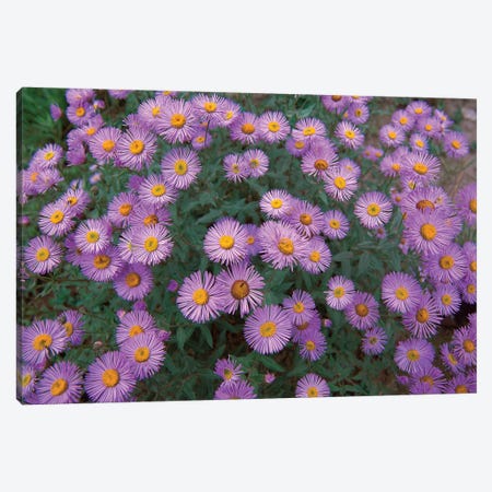 Smooth Aster Plant In Full Summer Bloom, Colorado Canvas Print #TFI1012} by Tim Fitzharris Canvas Wall Art