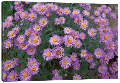 Smooth Aster Plant In Full Summer Bloom, Colorado Canvas Art Print - Pantone Ultra Violet 2018