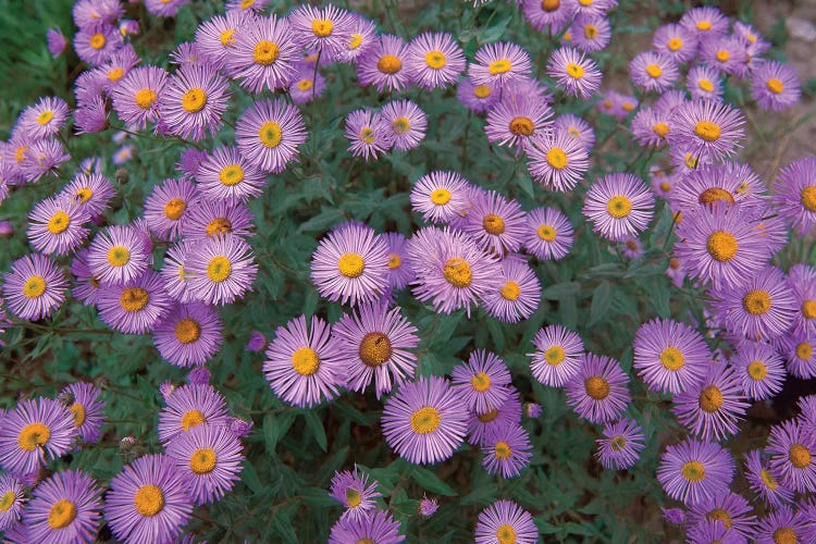 Smooth Aster Plant In Full Summer Bloom, Colorado