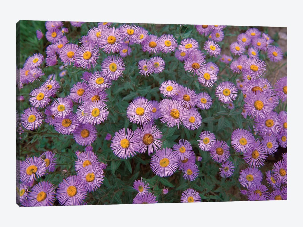 Smooth Aster Plant In Full Summer Bloom, Colorado by Tim Fitzharris 1-piece Canvas Art