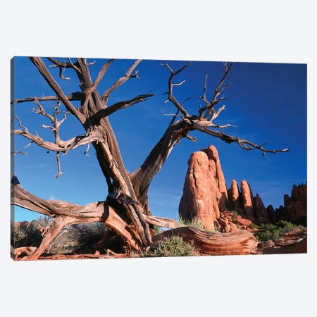 Snag In Front Of Fiery Furnace Labyrinth Showing Narrow Sandstone Canyons And Fins, Arches National Park, Utah Canvas Print #TFI1013} by Tim Fitzharris Canvas Art