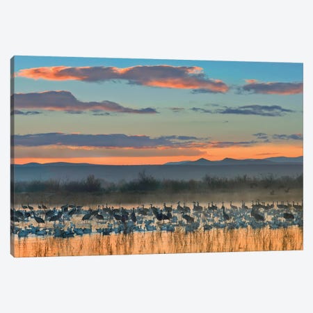 Snow Goose And Sandhill Crane Flock Silhouetted In Water At Sunset, Bosque Del Apache National Wildlife Refuge, New Mexico Canvas Print #TFI1015} by Tim Fitzharris Canvas Print