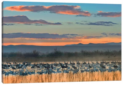 Snow Goose And Sandhill Crane Flock Silhouetted In Water At Sunset, Bosque Del Apache National Wildlife Refuge, New Mexico Canvas Art Print - Crane Art