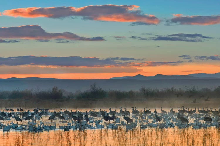 Snow Goose And Sandhill Crane Flock Silhouetted In Water At Sunset, Bosque Del Apache National Wildlife Refuge, New Mexico