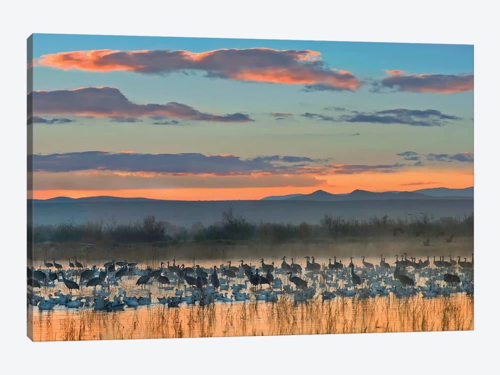 Snow Goose And Sandhill Crane Flock Silhouetted In Water At Sunset, Bosque Del Apache National Wildlife Refuge, New Mexico by Tim Fitzharris 1-piece Canvas Print