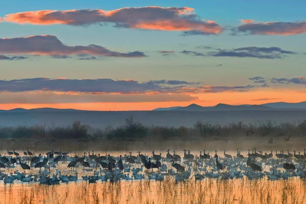 New Mexico: Snow Goose And Sandhill Crane Flock Silhouetted In Water At Sunset, Bosque Del Apache National Wildlife Refuge, New Mexico by Tim Fitzharris