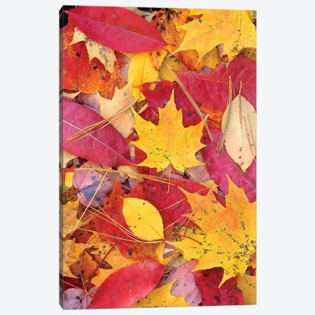 Sourwood And Cherry Leaves, North America Canvas Print #TFI1021} by Tim Fitzharris Canvas Print