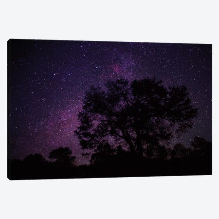 Starry Sky With Silhouetted Oak Tree Canvas Print #TFI1029} by Tim Fitzharris Canvas Print