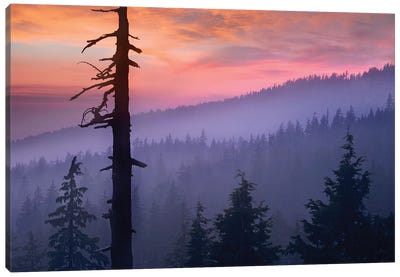 Sunset Over Forest, Crater Lake National Park, Oregon Canvas Art Print - Crater Lake National Park