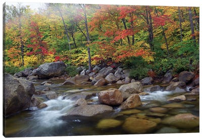 Swift River Flowing Through Fall Colored Forest, White Mountains National Forest, New Hampshire Canvas Art Print - River, Creek & Stream Art