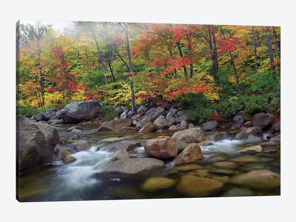 Swift River Flowing Through Fall Colored Forest, White Mountains National Forest, New Hampshire by Tim Fitzharris 1-piece Art Print
