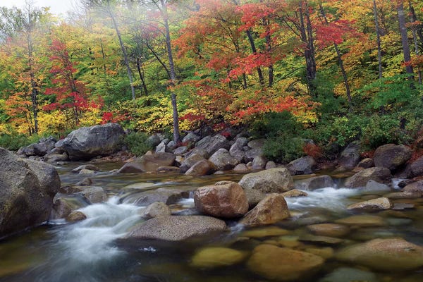 Tim Fitzharris: Swift River Flowing Through Fall Colored Forest, White Mountains National Forest, New Hampshire by Tim Fitzharris