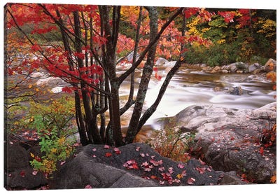 Swift River Near Rocky Gorge, White Mountains National Forest, New Hampshire Canvas Art Print - New Hampshire