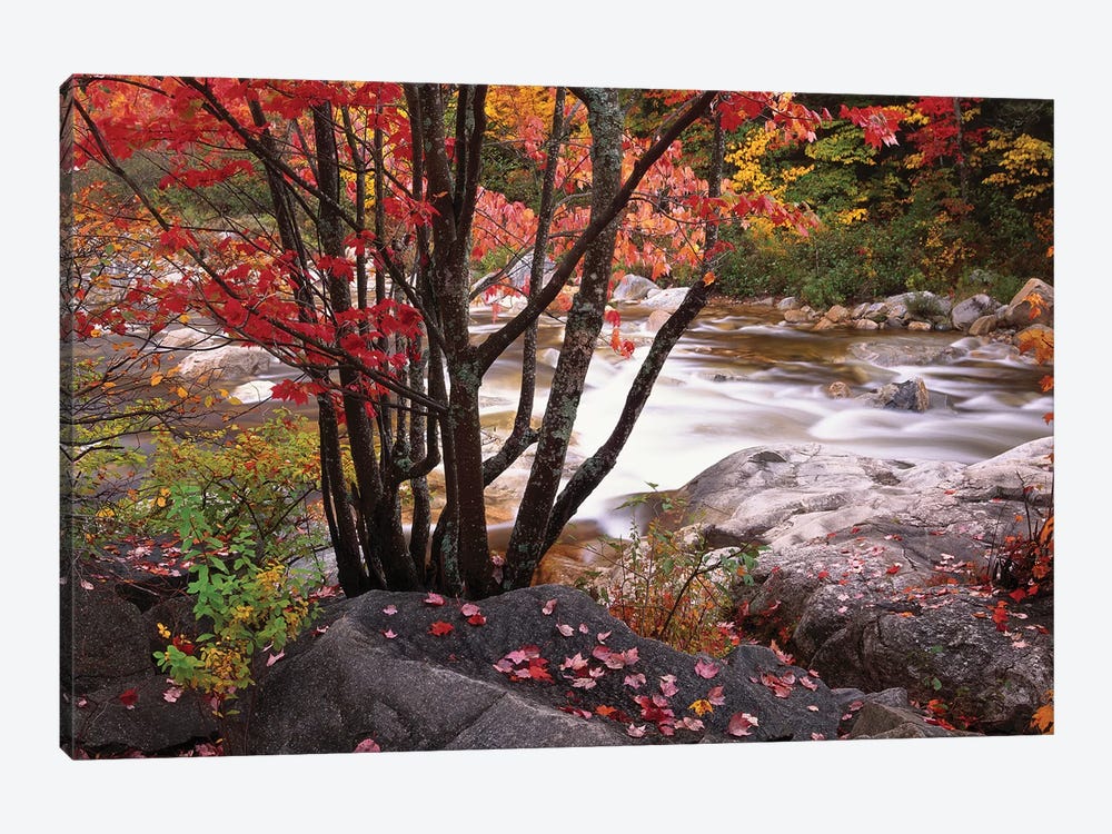 Swift River Near Rocky Gorge, White Mountains National Forest, New Hampshire by Tim Fitzharris 1-piece Canvas Artwork