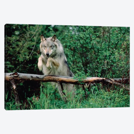 Timber Wolf Leaping Over Fallen Log, North America Canvas Print #TFI1094} by Tim Fitzharris Canvas Art Print