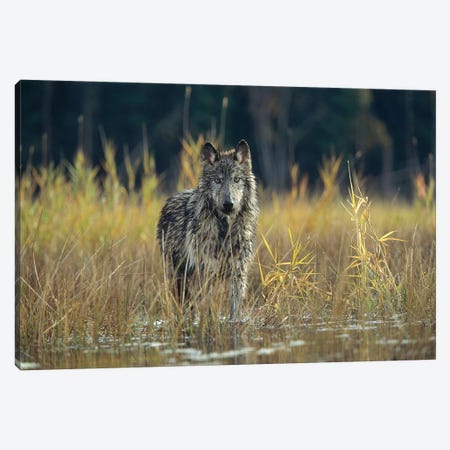 Timber Wolf Pauses While Walking Through Lake, Montana Canvas Print #TFI1095} by Tim Fitzharris Canvas Print