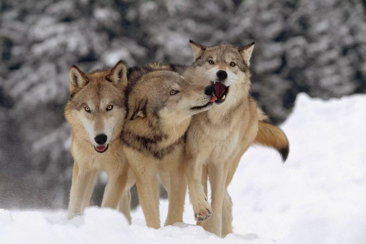 Timber Wolf Trio Playing In Snow, Montana