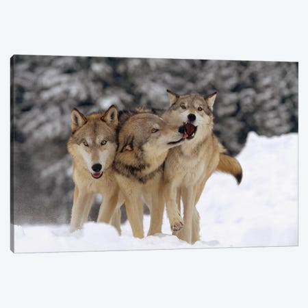 Timber Wolf Trio Playing In Snow, Montana Canvas Print #TFI1097} by Tim Fitzharris Canvas Print