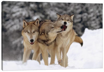Timber Wolf Trio Playing In Snow, Montana Canvas Art Print - Wolf Art