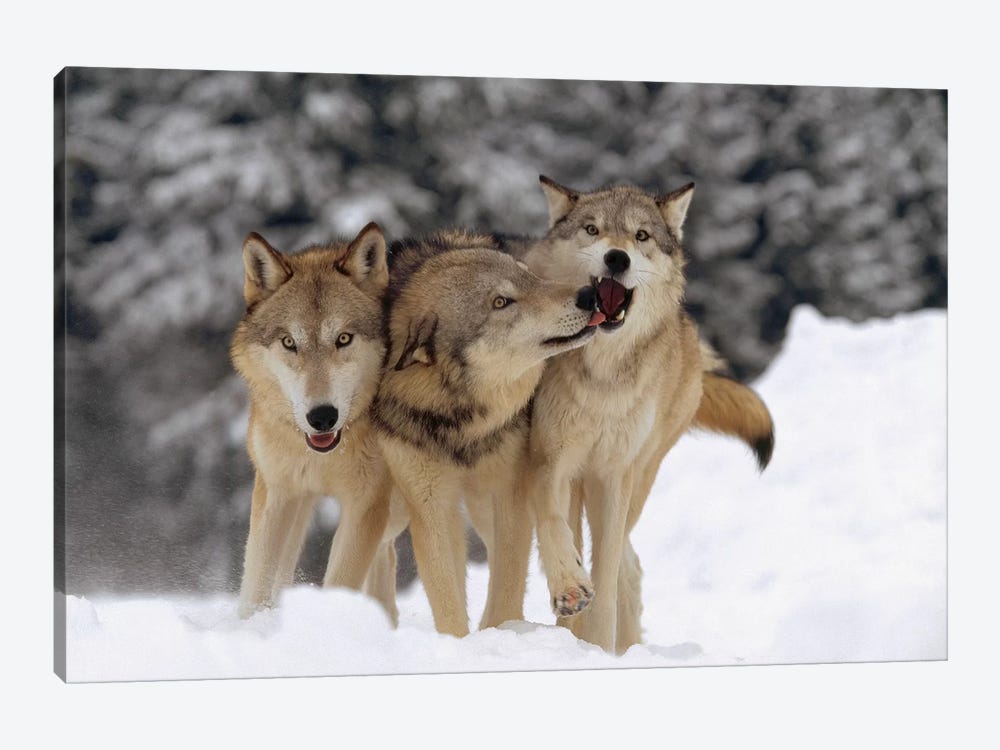 Timber Wolf Trio Playing In Snow, Montana by Tim Fitzharris 1-piece Canvas Art Print