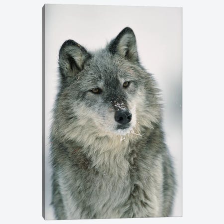 Timber Wolf With Snow On Muzzle, Montana Canvas Print #TFI1098} by Tim Fitzharris Canvas Artwork