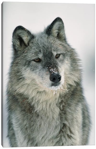 Timber Wolf With Snow On Muzzle, Montana Canvas Art Print - Tim Fitzharris