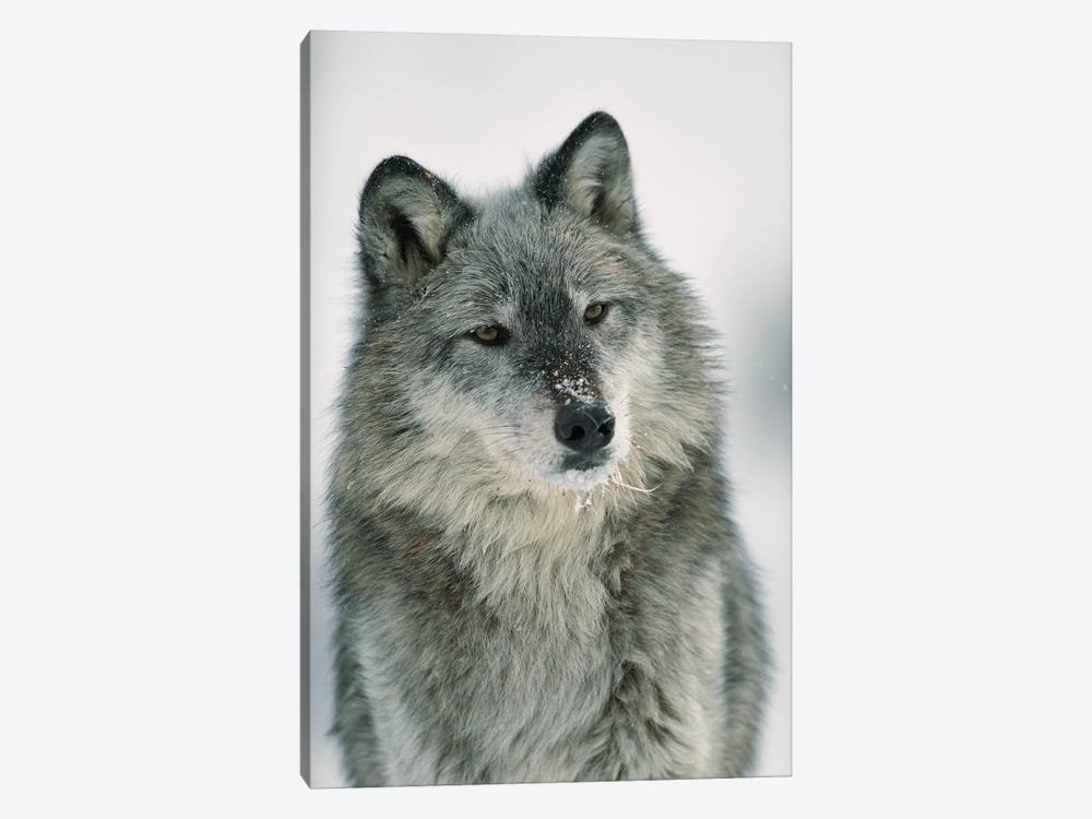 Timber Wolf With Snow On Muzzle, Montana by Tim Fitzharris 1-piece Canvas Wall Art