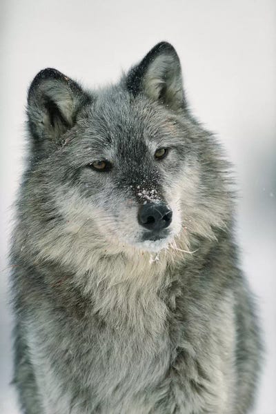 Wolves: Timber Wolf With Snow On Muzzle, Montana by Tim Fitzharris