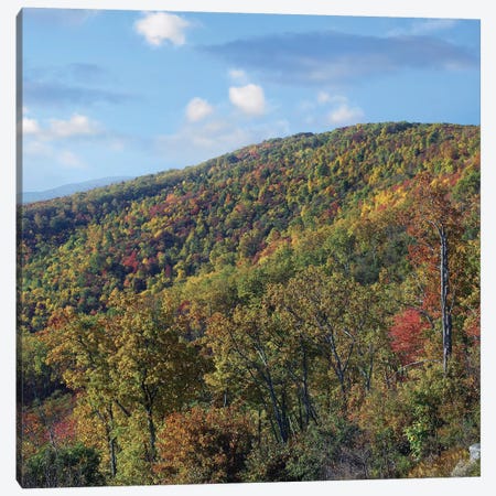 Blue Ridge Range From Moormans River Overlook, Shenandoah National Park, Virginia Canvas Print #TFI109} by Tim Fitzharris Art Print
