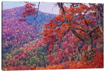 Blue Ridge Range With Autumn Deciduous Forest, Near Buck Creek Gap, North Carolina Canvas Art Print
