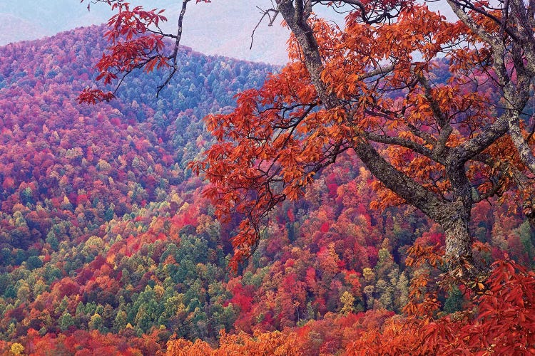 Blue Ridge Range With Autumn Deciduous Forest, Near Buck Creek Gap, North Carolina