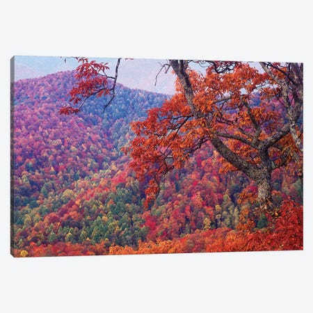Blue Ridge Range With Autumn Deciduous Forest, Near Buck Creek Gap, North Carolina Canvas Print #TFI110} by Tim Fitzharris Canvas Artwork