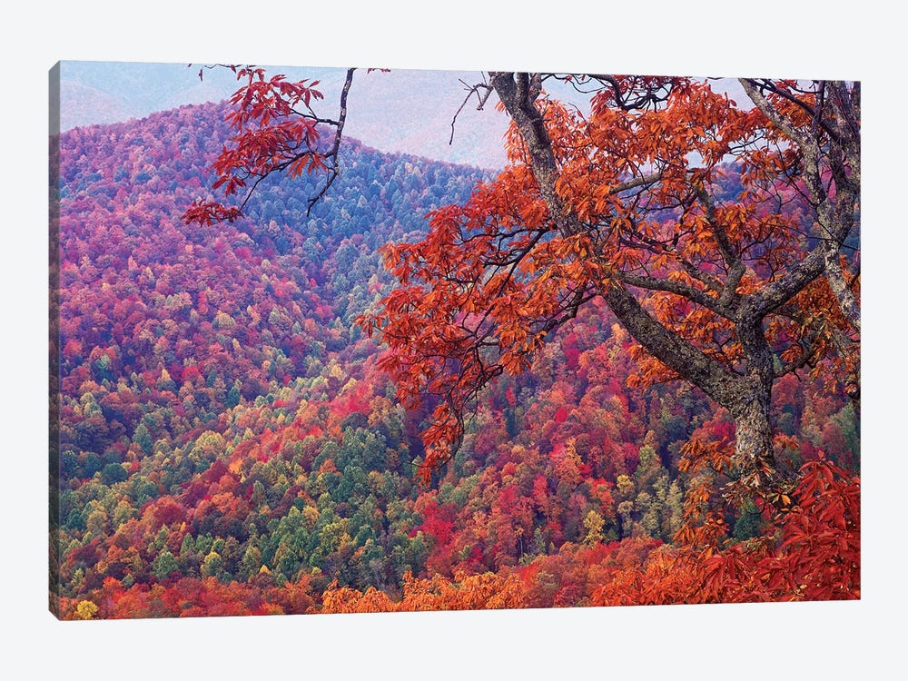 Blue Ridge Range With Autumn Deciduous Forest, Near Buck Creek Gap, North Carolina by Tim Fitzharris 1-piece Canvas Art